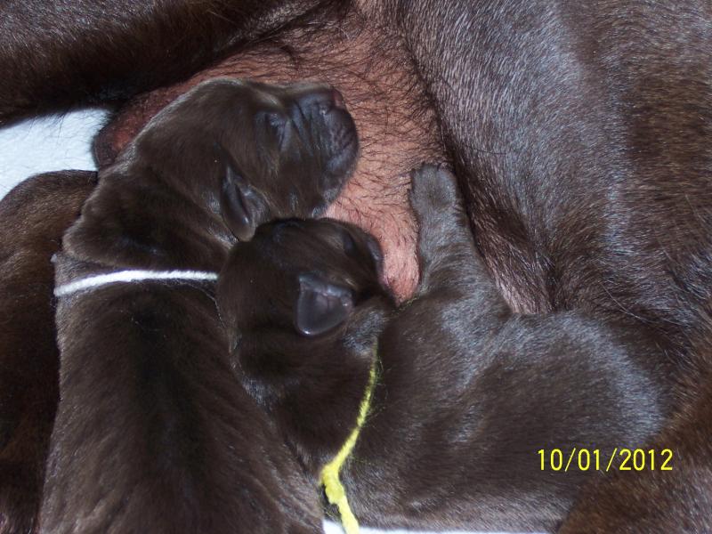 -------------------------------------